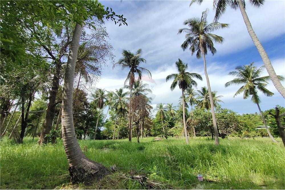ขายที่ดินบนเกาะพะงัน